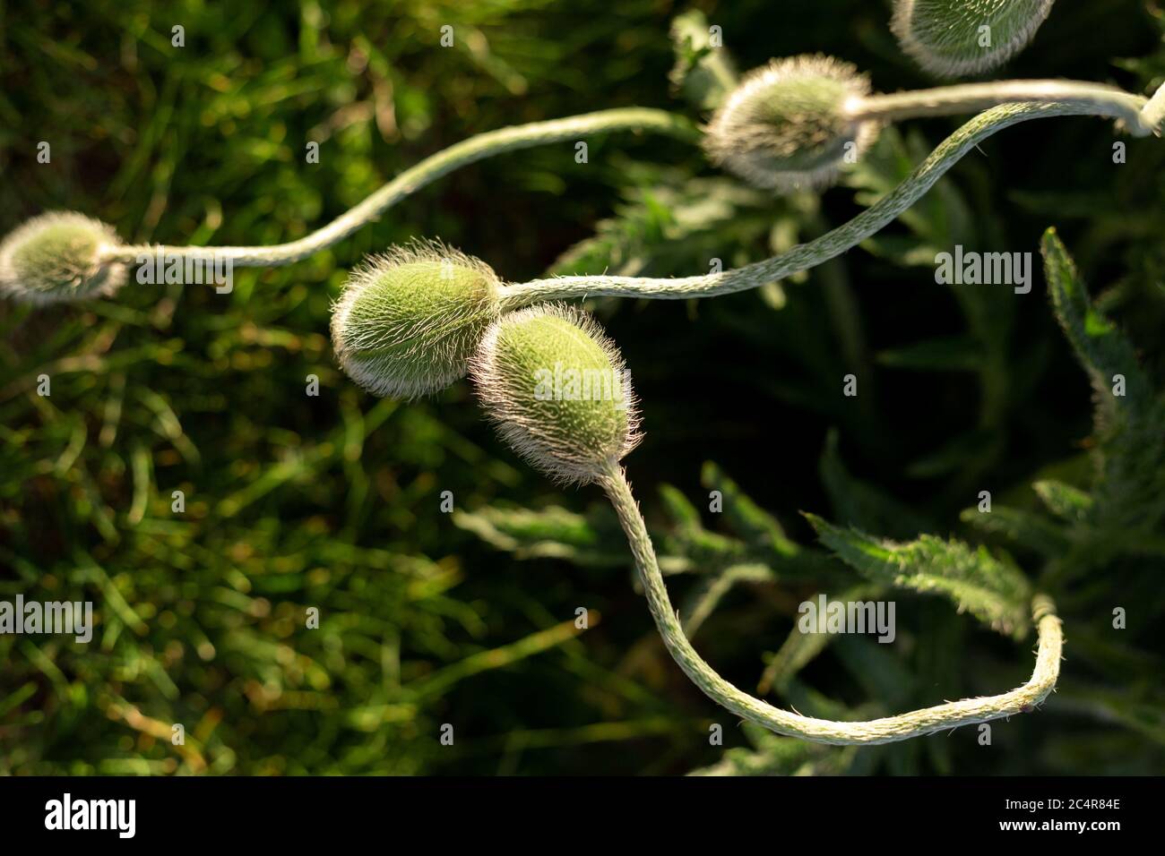 Not blooming poppy. Decorative poppy Stock Photo Alamy