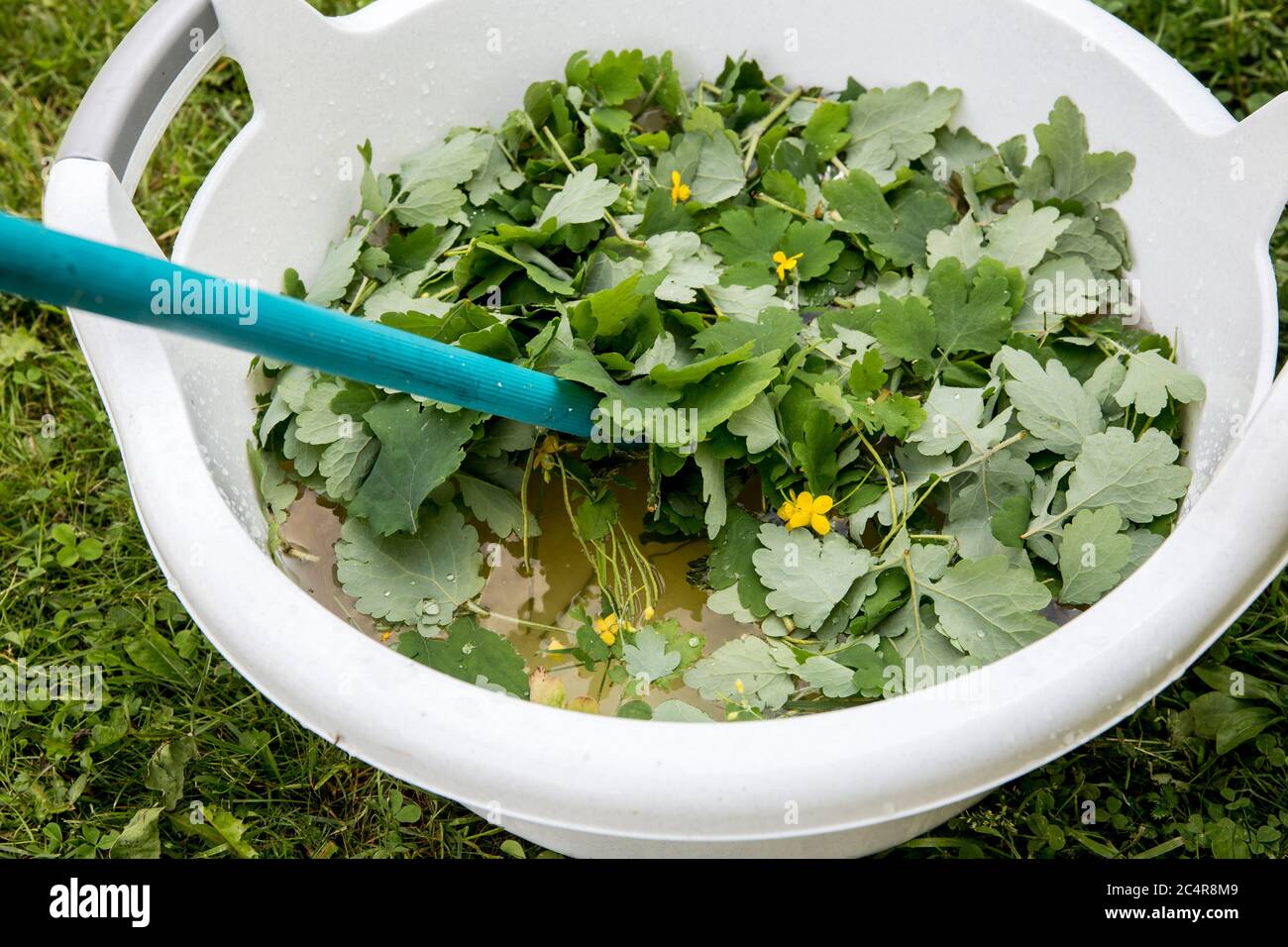 Chelidonium majus leaves( also known:greater celandine, nipplewort, swallowwort or tetterwort) soaking in water to make non toxic inscect repellent. Stock Photo