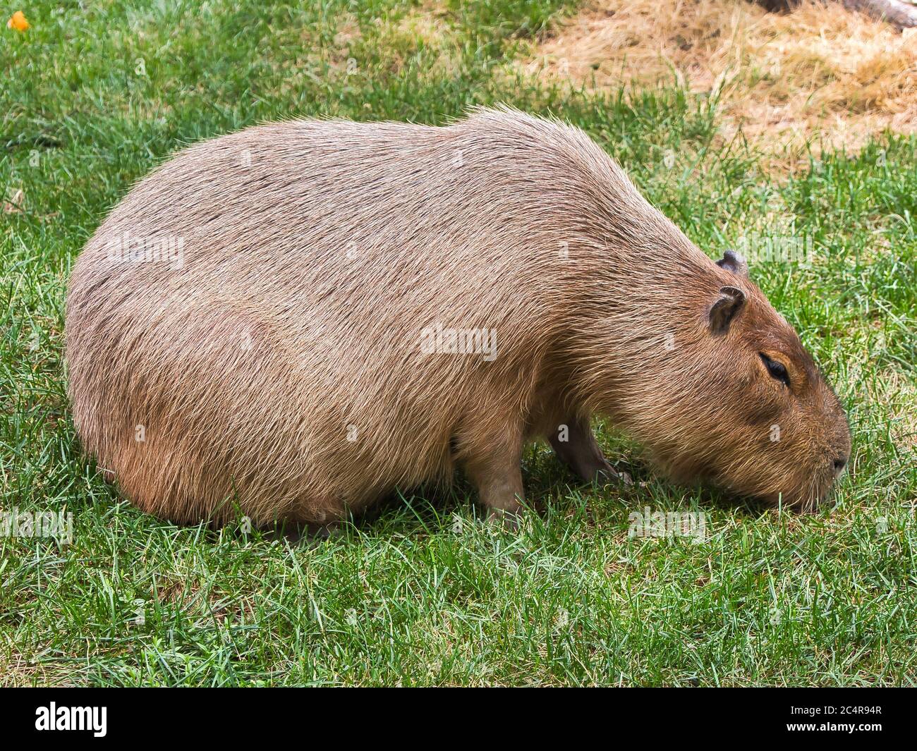 Capybara (hydrochoerus hydrochaeris) walking on the grass Stock Photo -  Alamy