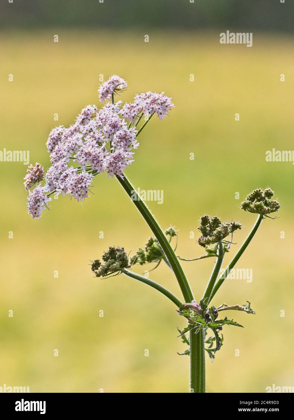 A close up shot of the Hemlock waterdroplet flower (white/pink) with