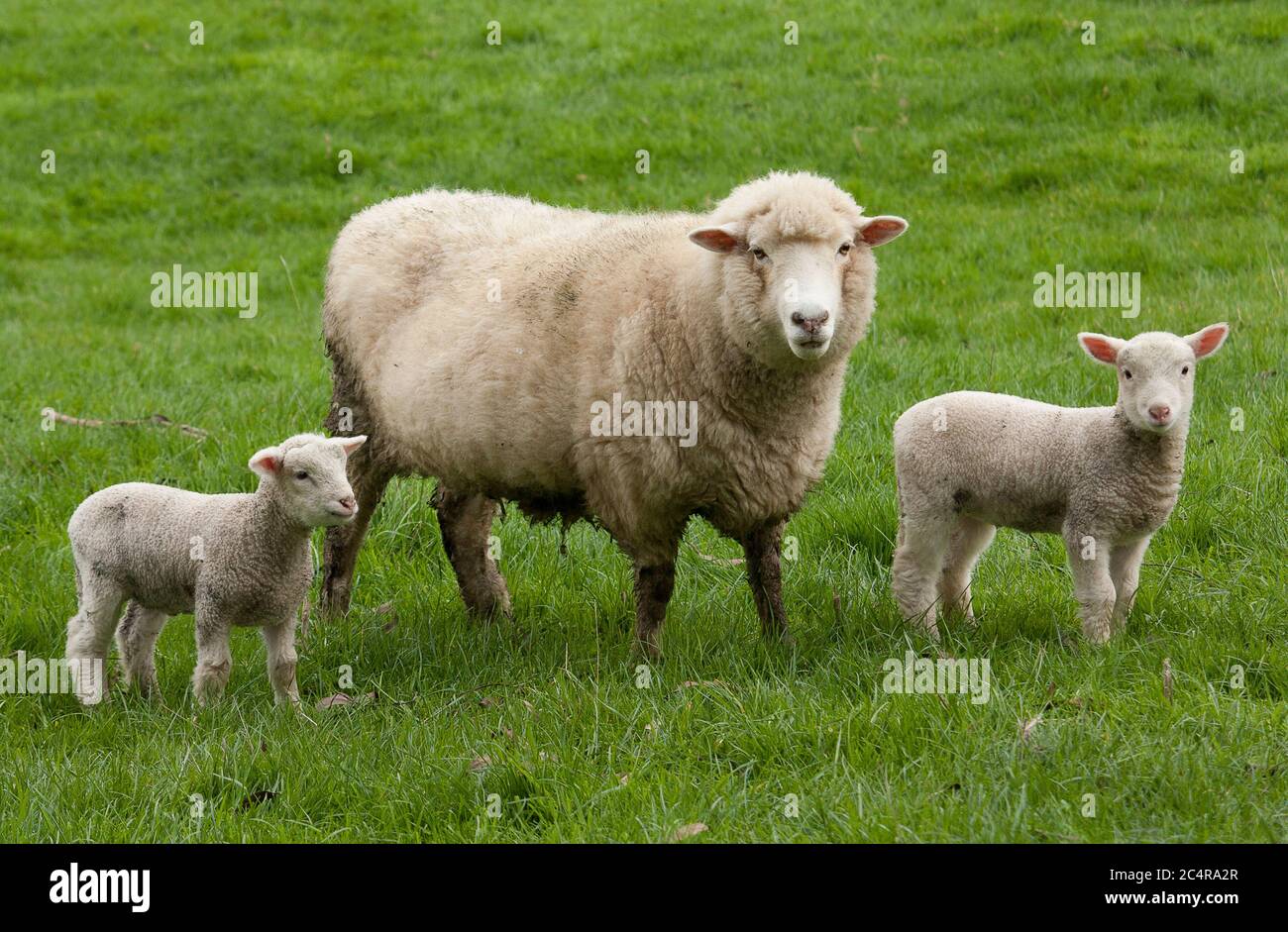 Lambs In Paddock Sheep with lambs in a lush paddock Stock Photo - Alamy
