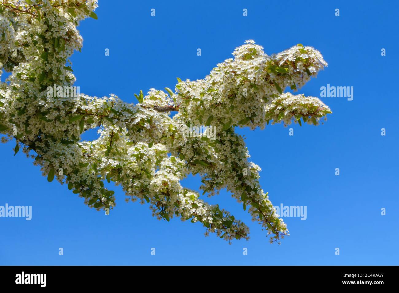 White spring blossom flowers covering branches of Pyracantha Firethorn against clear deep blue sky in May, England, UK Stock Photo