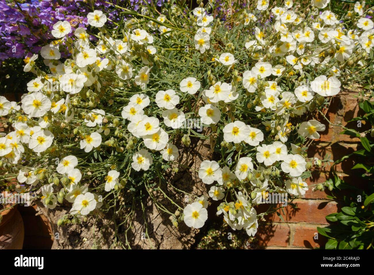 White rock rose (Cistus salviifolius) flowers trailing over red brick wall in English Cottage Garden, UK Stock Photo