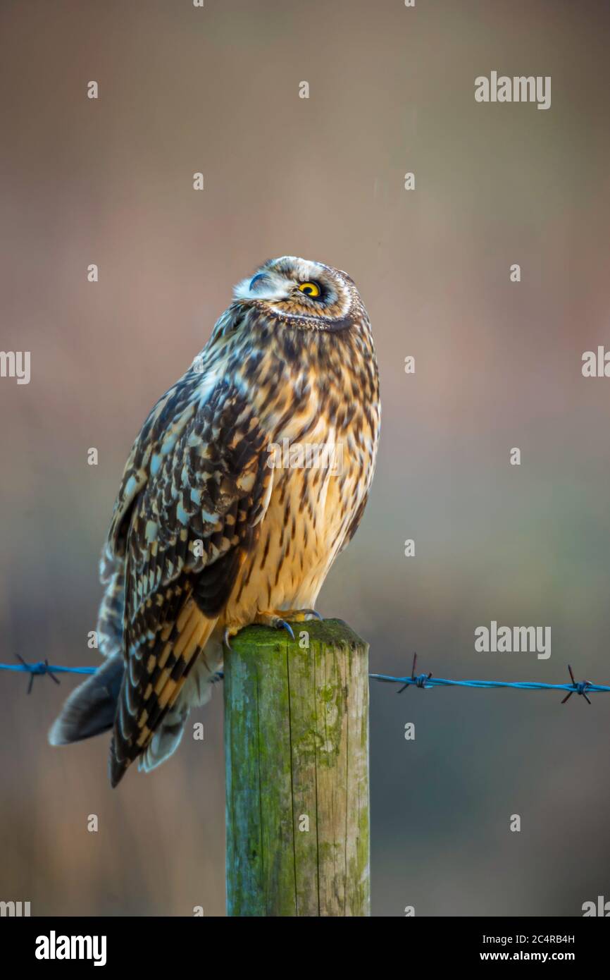 Short-eared Owl Asio flammeus at rest on a farmland fence post during bouts of hunting. At times staring above incase of attack from other individuals. Stock Photo