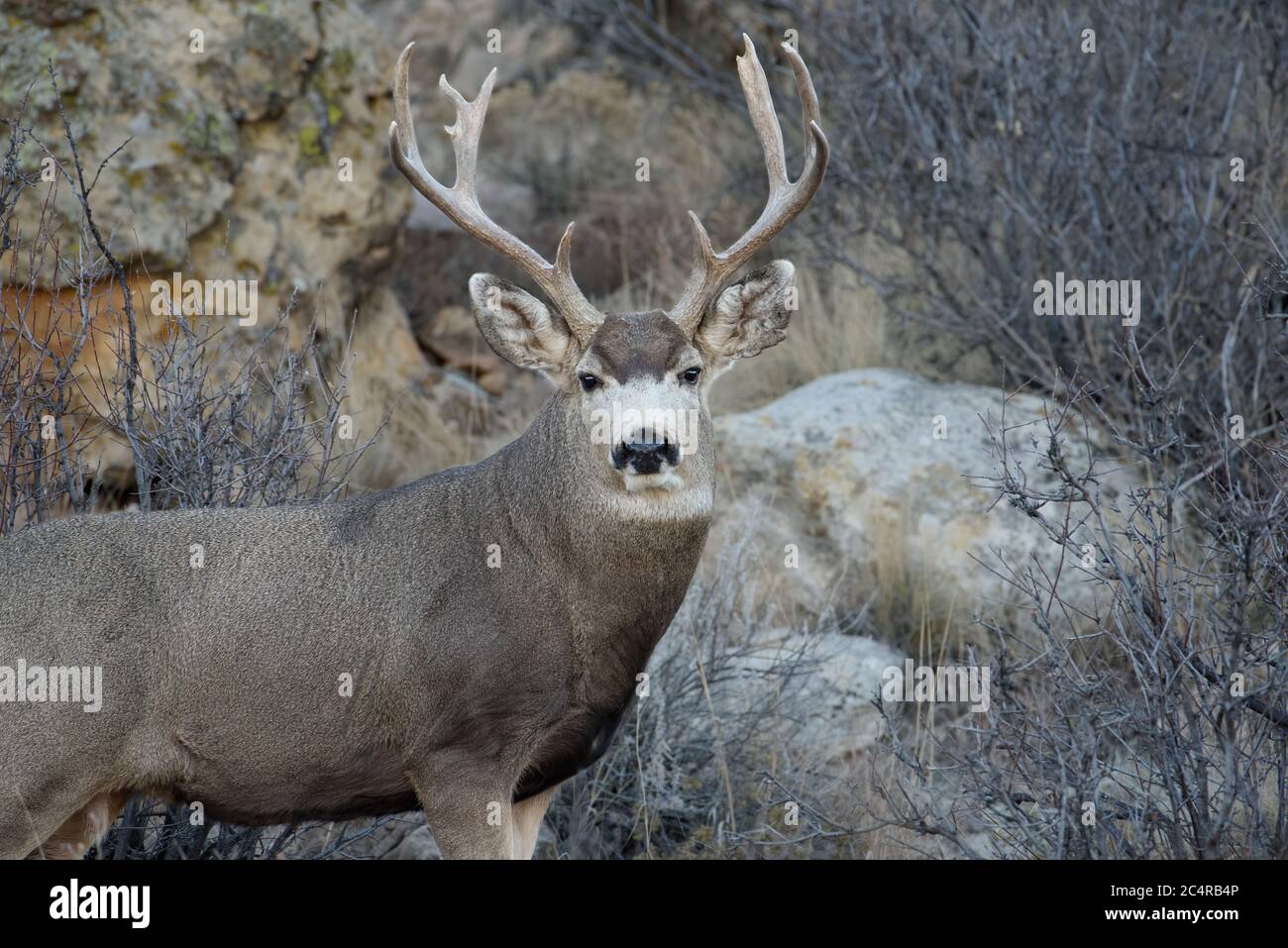 Male mule deer buck with large antlers. Stock Photo