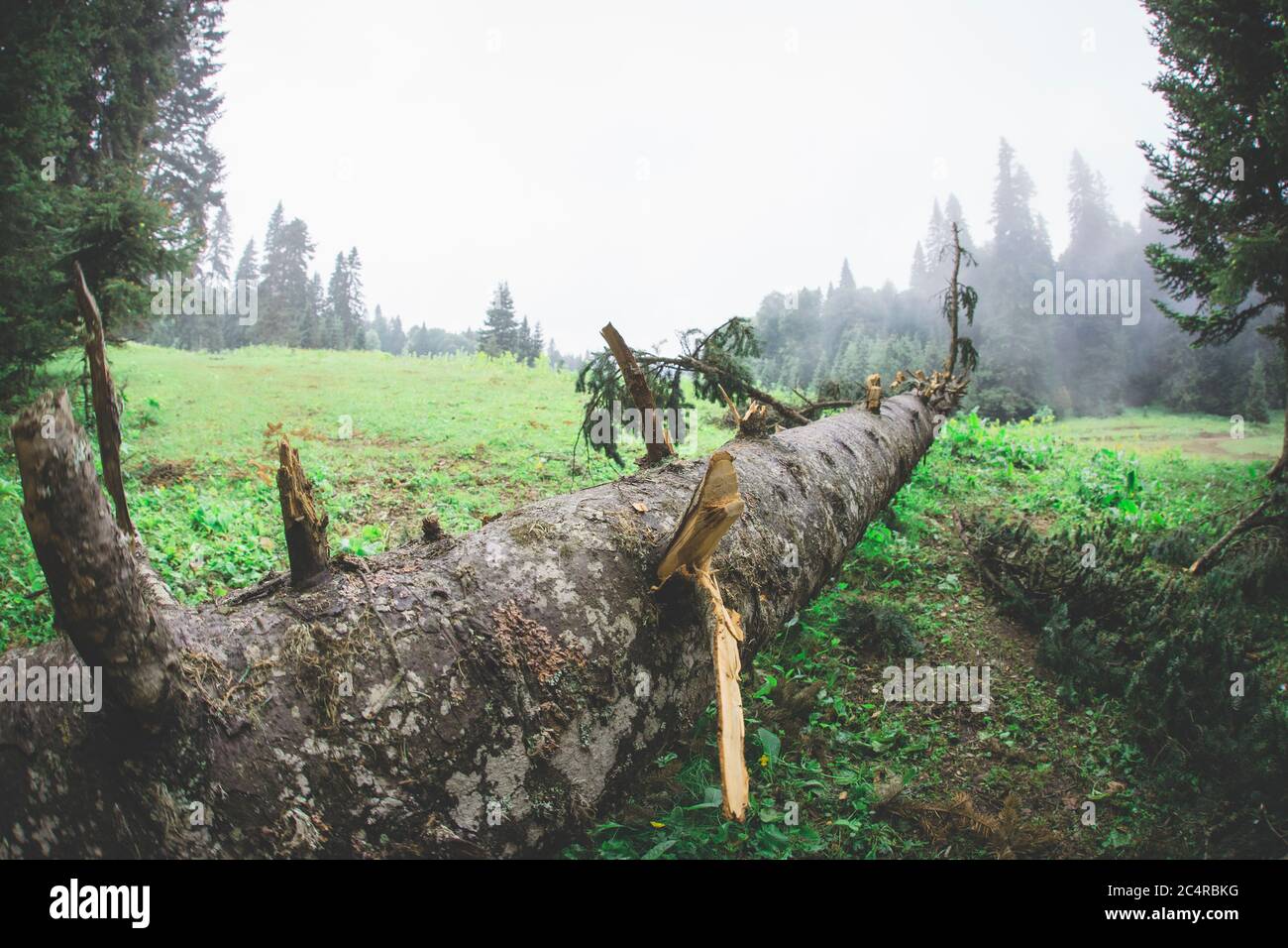 a fallen log in a green forest Stock Photo