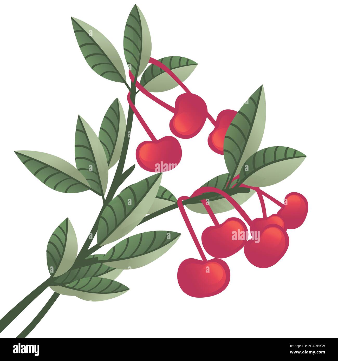 Red cherry berries on tree branches with green leaves flat vector illustration isolated on white background Stock Vector