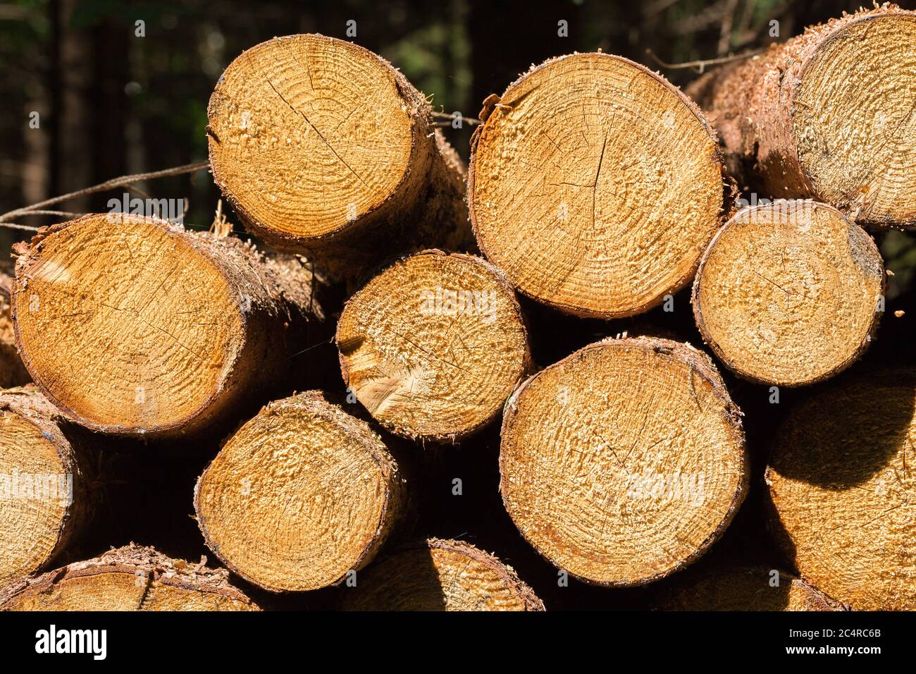 Close up on a stack of lumber / wooden logs. Symbol for forestry and wood industry. Stock Photo