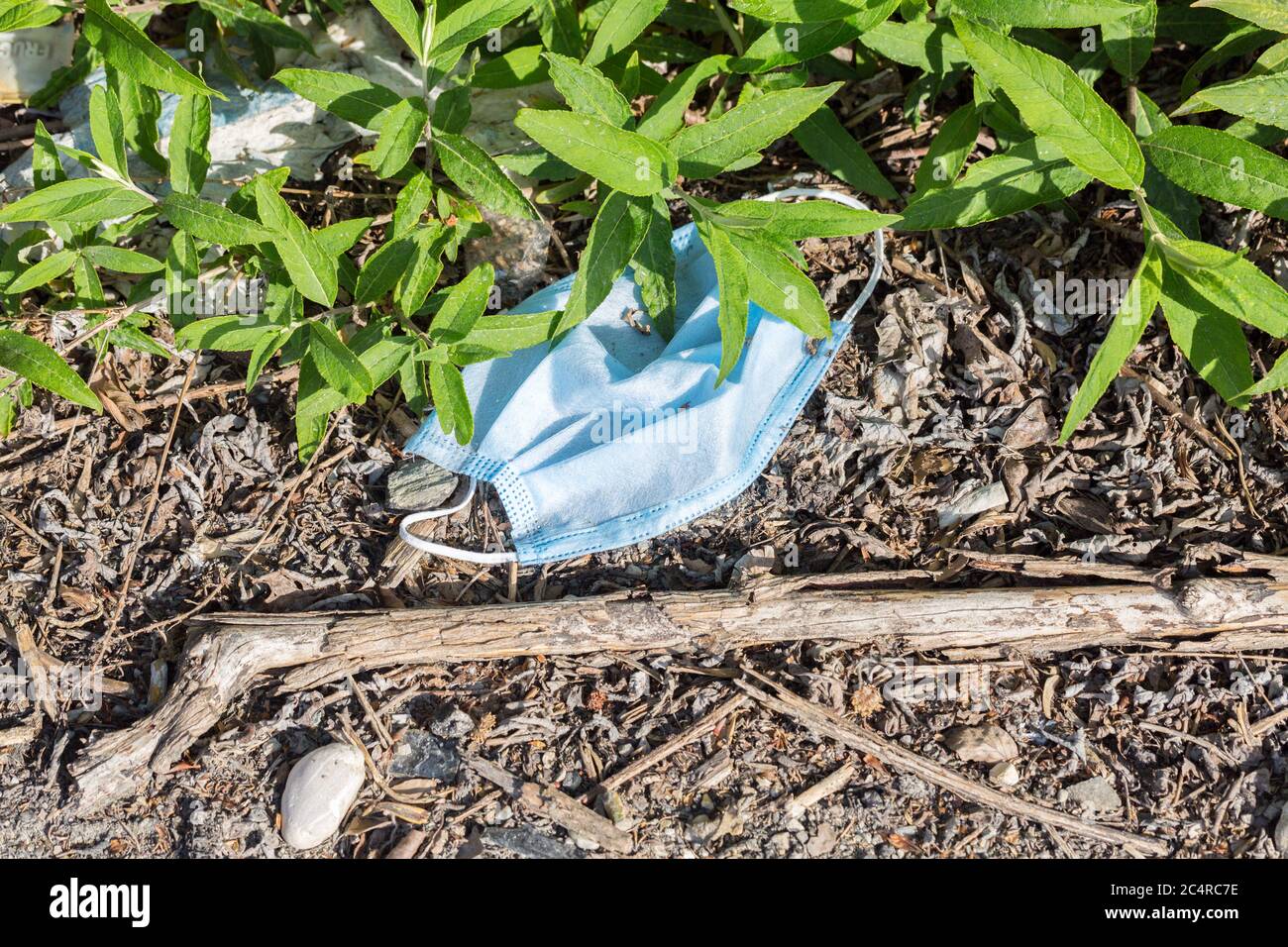 Used face mask on brown soil. Partly covered by plants. Lost or thrown away. Stock Photo