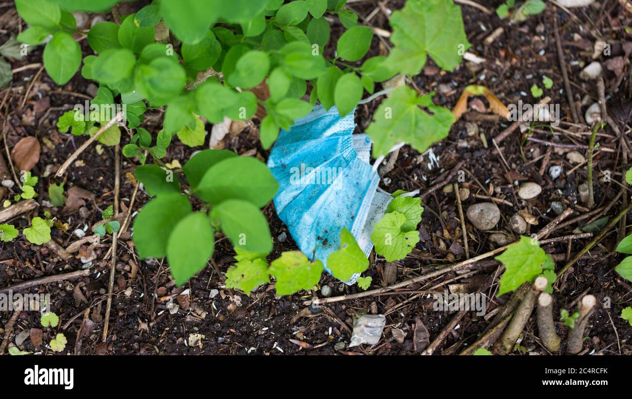 Dirty, blue colored face mask lying on the ground between plants. Lost or thrown away. Stock Photo