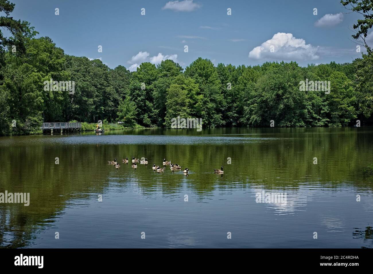 Lake view with geese swimming on a sunny day, Trap Pond, DE. Stock Photo