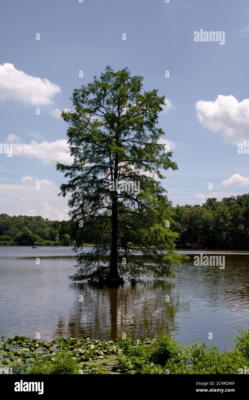 Lake view on a sunny day, Trap Pond, DE. Stock Photo