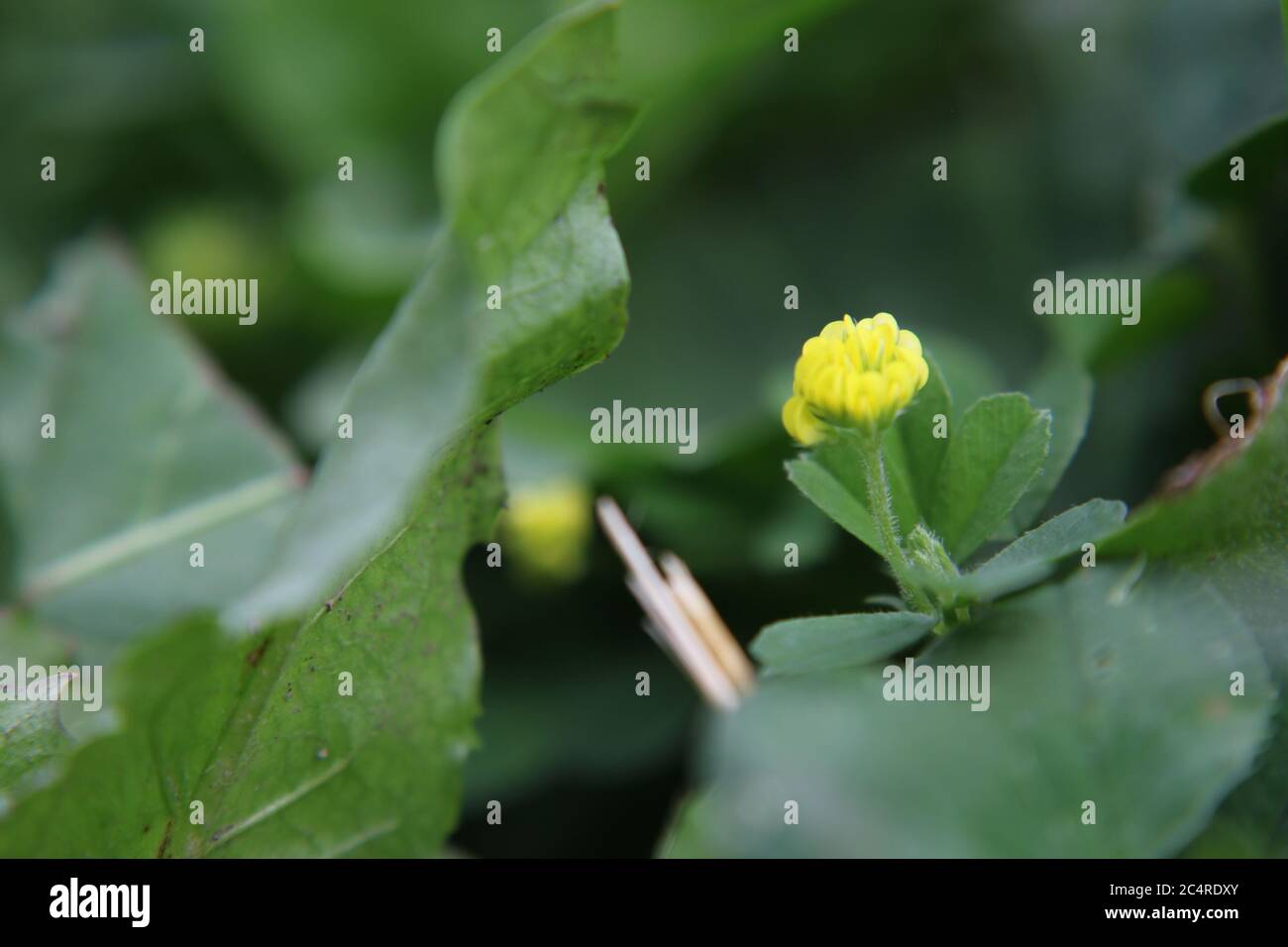 Beautiful yellow flower, Black Medick, Hop Clover, Yellow Trefoil, Medicago lupulina, found growing naturally in the backyard. in the US. Stock Photo
