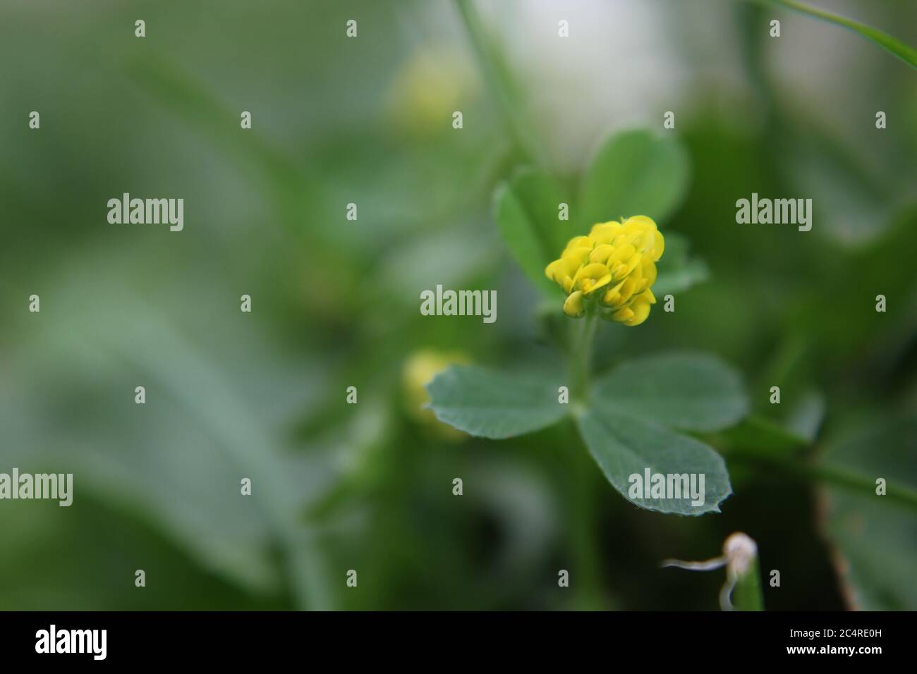 Tiny Medicago lupulina yellow clover,black medick, nonesuch, or hop clover, flower growing on the lawn. Stock Photo