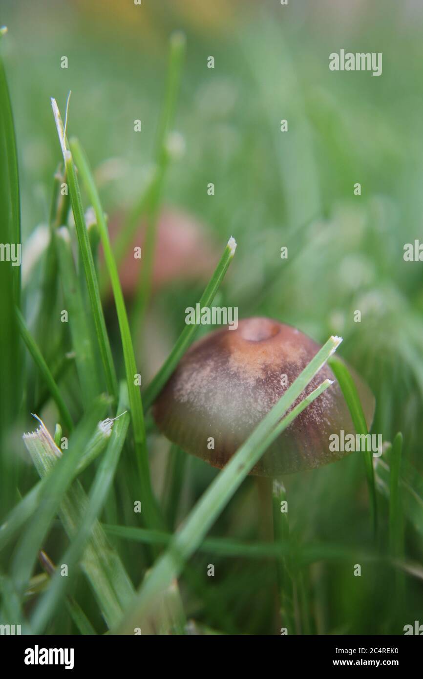 Common lawn mushroom, Panaeolus foenisecii, mower's mushroom, haymaker, lawnmower's mushroom, or