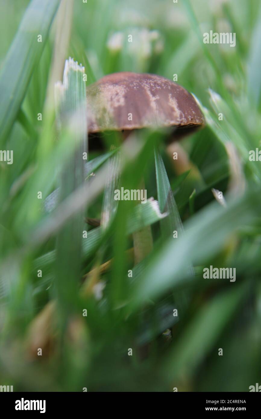 Common lawn mushroom, Panaeolus foenisecii, mower's mushroom, haymaker, lawnmower's mushroom, or