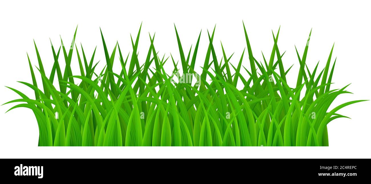 Green grass isolated on white background Stock Vector
