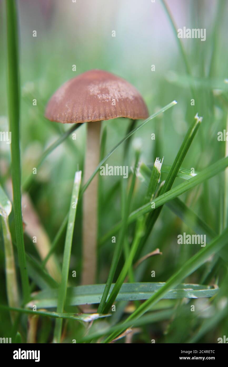 Common lawn mushroom, Panaeolus foenisecii, mower's mushroom, haymaker, lawnmower's mushroom, or