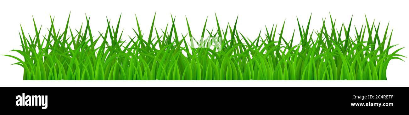 Green grass isolated on white background Stock Vector