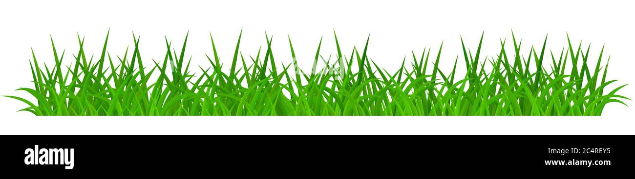Green grass isolated on white background Stock Vector