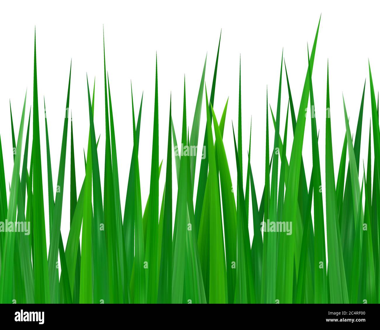Seamless green grass isolated on white background Stock Vector