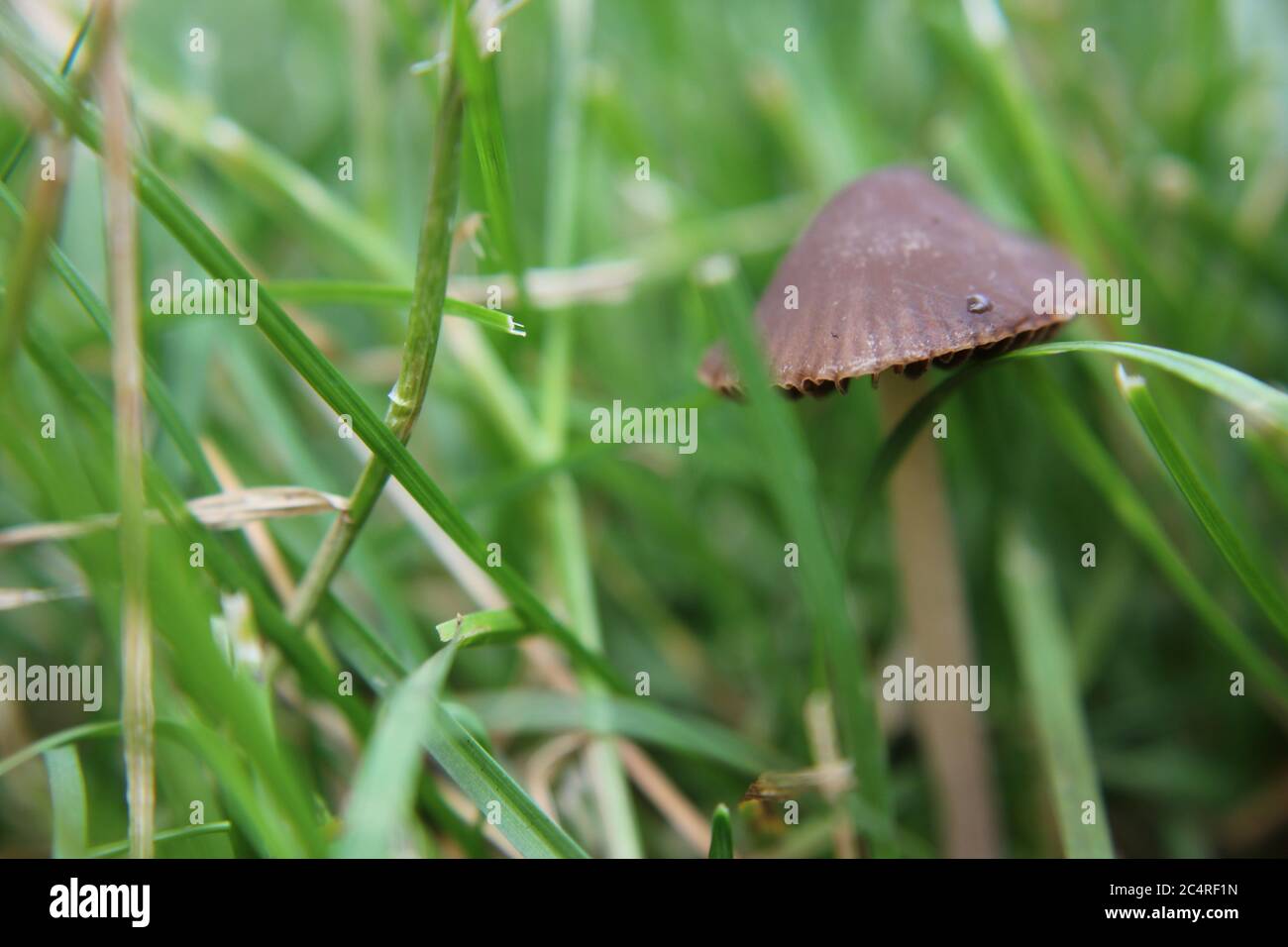 Common lawn mushroom, Panaeolus foenisecii, mower's mushroom, haymaker, lawnmower's mushroom, or