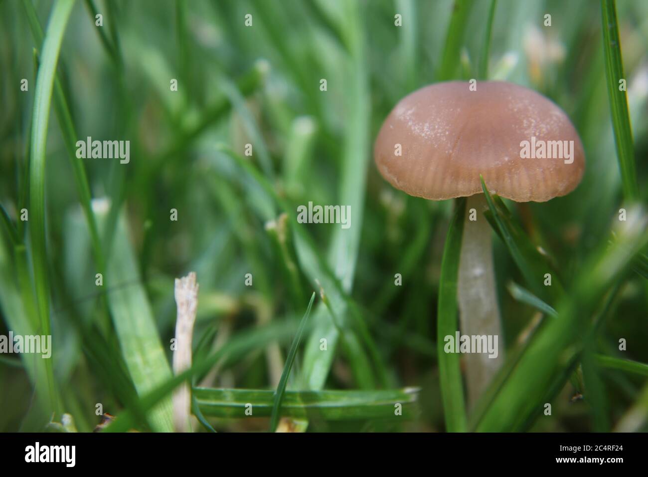 Common lawn mushroom, Panaeolus foenisecii, mower's mushroom, haymaker, lawnmower's mushroom, or