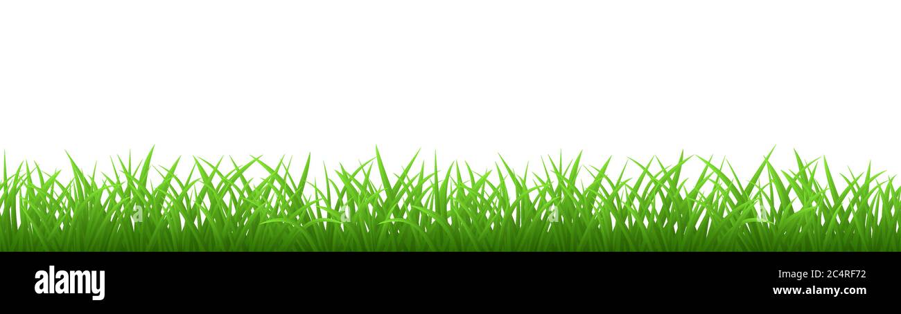 Seamless green grass isolated on white background Stock Vector