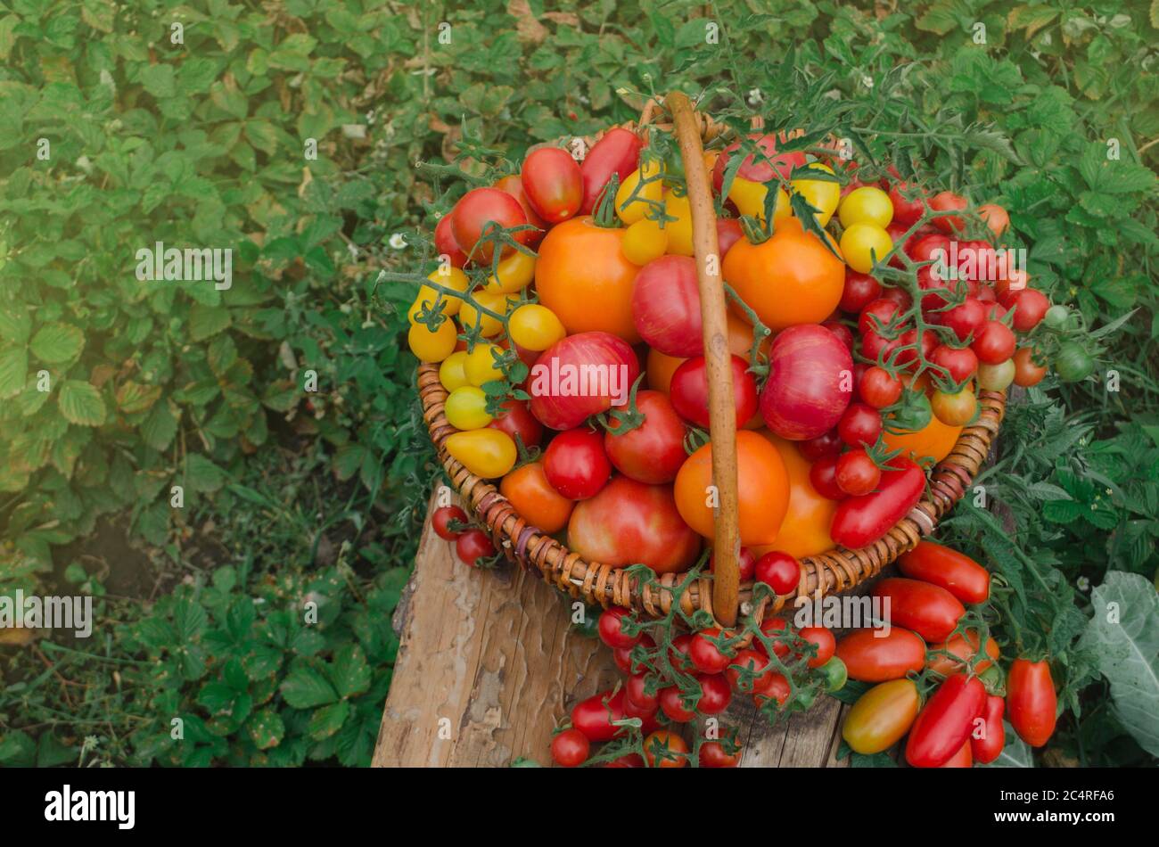 Large basket full of different tomatoes. Ripe tomatoes in a basket on ...