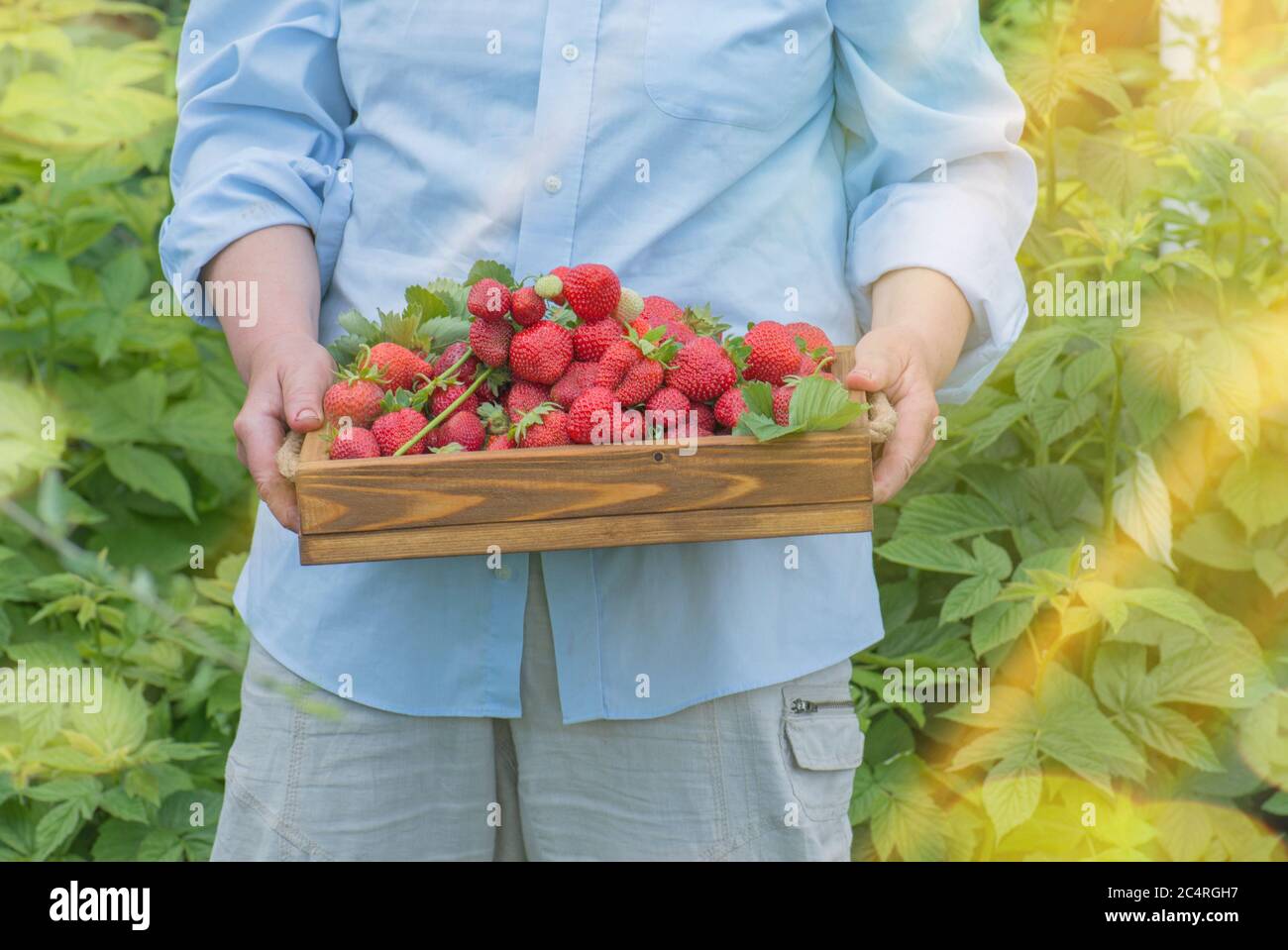 Strawberry harvest concept. Hand rips strawberries from the bush ...