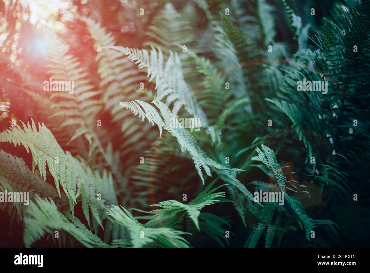 Green fern leaves in sunlight, soft focus. Beautiful natural background. Stock Photo
