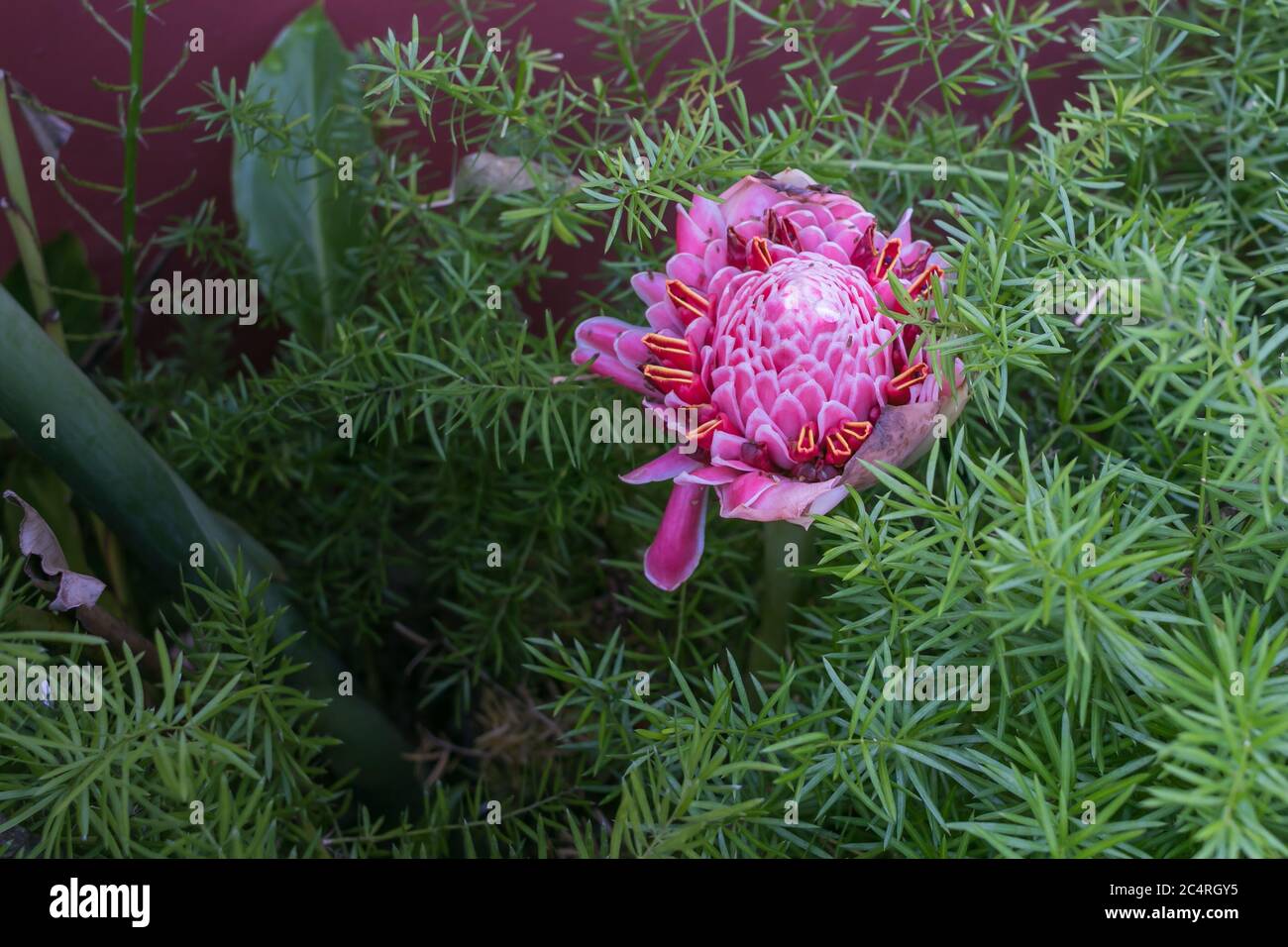 A magesting flower with beautiful details Stock Photo