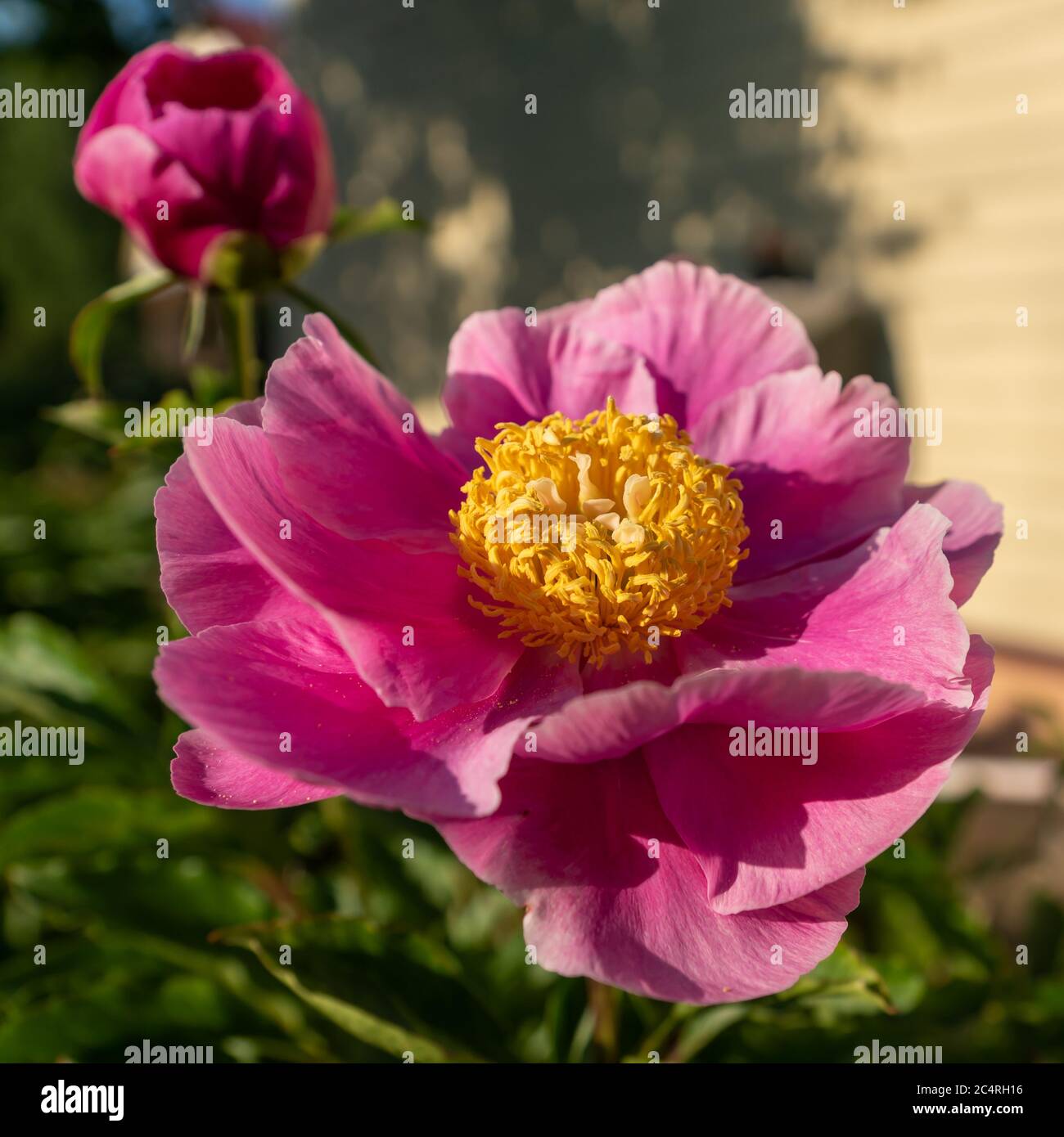 beautiful pink peony flowers in the garden Stock Photo - Alamy