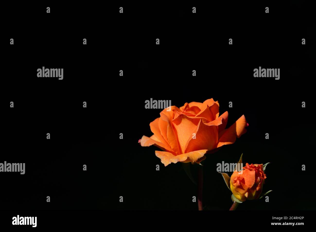 Orange petal background hi-res stock photography and images - Alamy