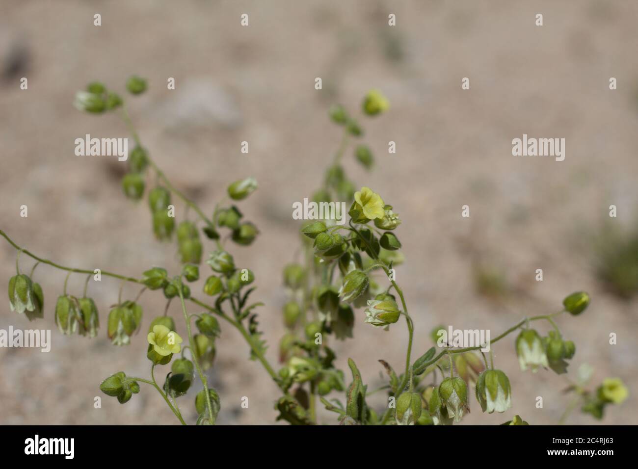 White blooms on Whispering Bells, Emmenanthe Penduliflora, Boraginaceae, native Herbaceous Annual in in the fringes of Twentynine Palms, Springtime. Stock Photo