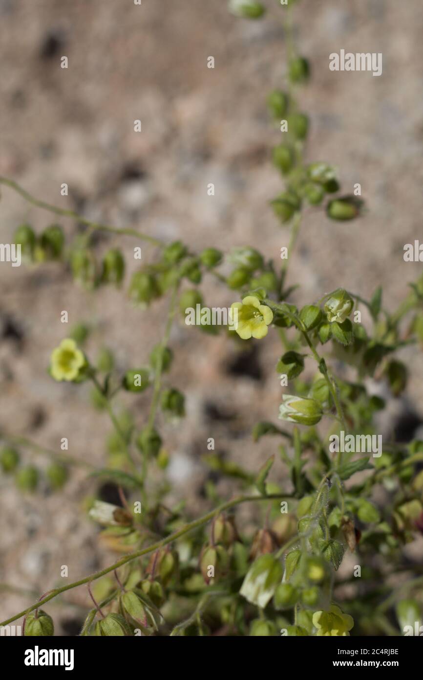 White blooms on Whispering Bells, Emmenanthe Penduliflora, Boraginaceae, native Herbaceous Annual in in the fringes of Twentynine Palms, Springtime. Stock Photo