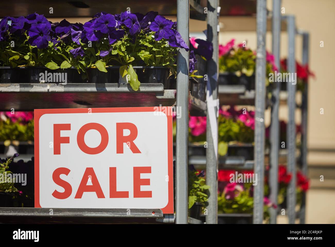 Background image of potted flowers stacked on shelves in plantation with red FOR SALE sign, copy space Stock Photo