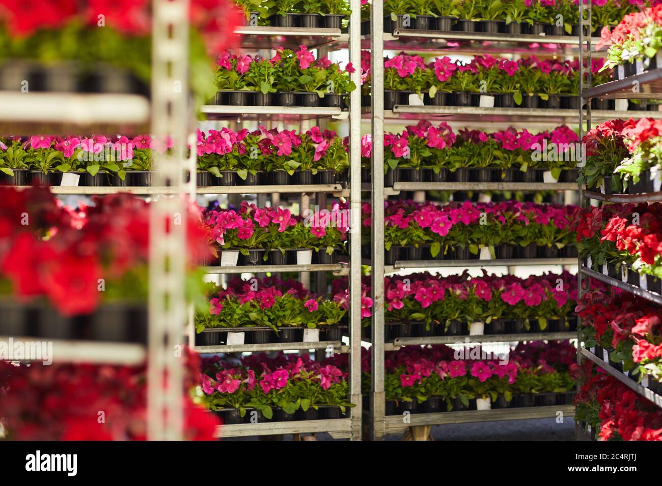 Background image of many pink potted flowers stacked on shelves in plantation, copy space Stock Photo