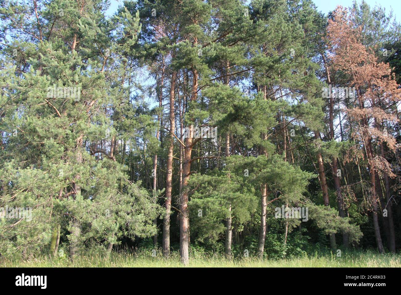 Pinus resinosa - red pine in Prague, Czech Republic Stock Photo