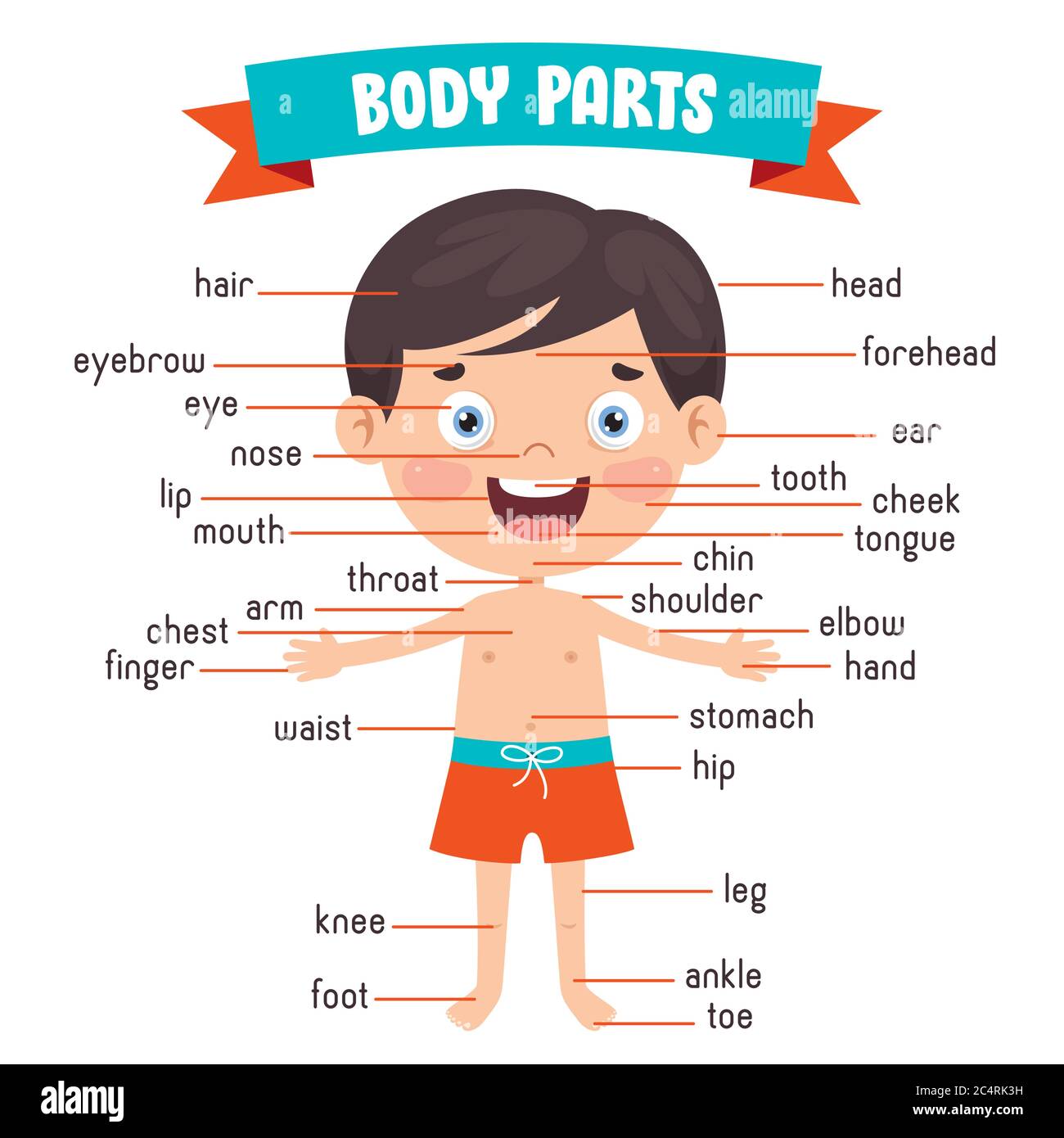 Funny Child Showing Human Body Parts Stock Vector Image & Art - Alamy
