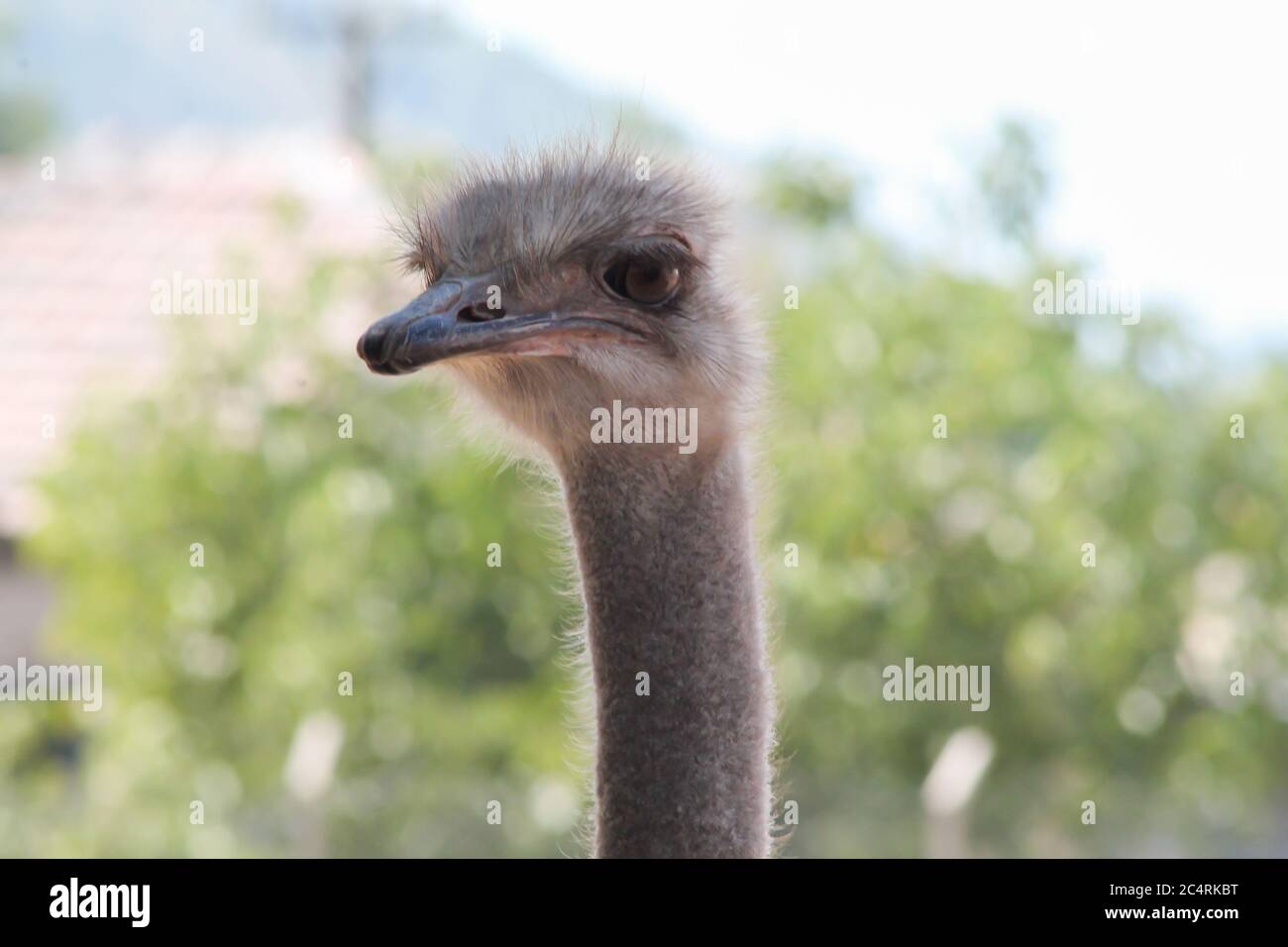 Ostrich bird front portrait on the farm green background. Ostrich head and neck. Stock Photo