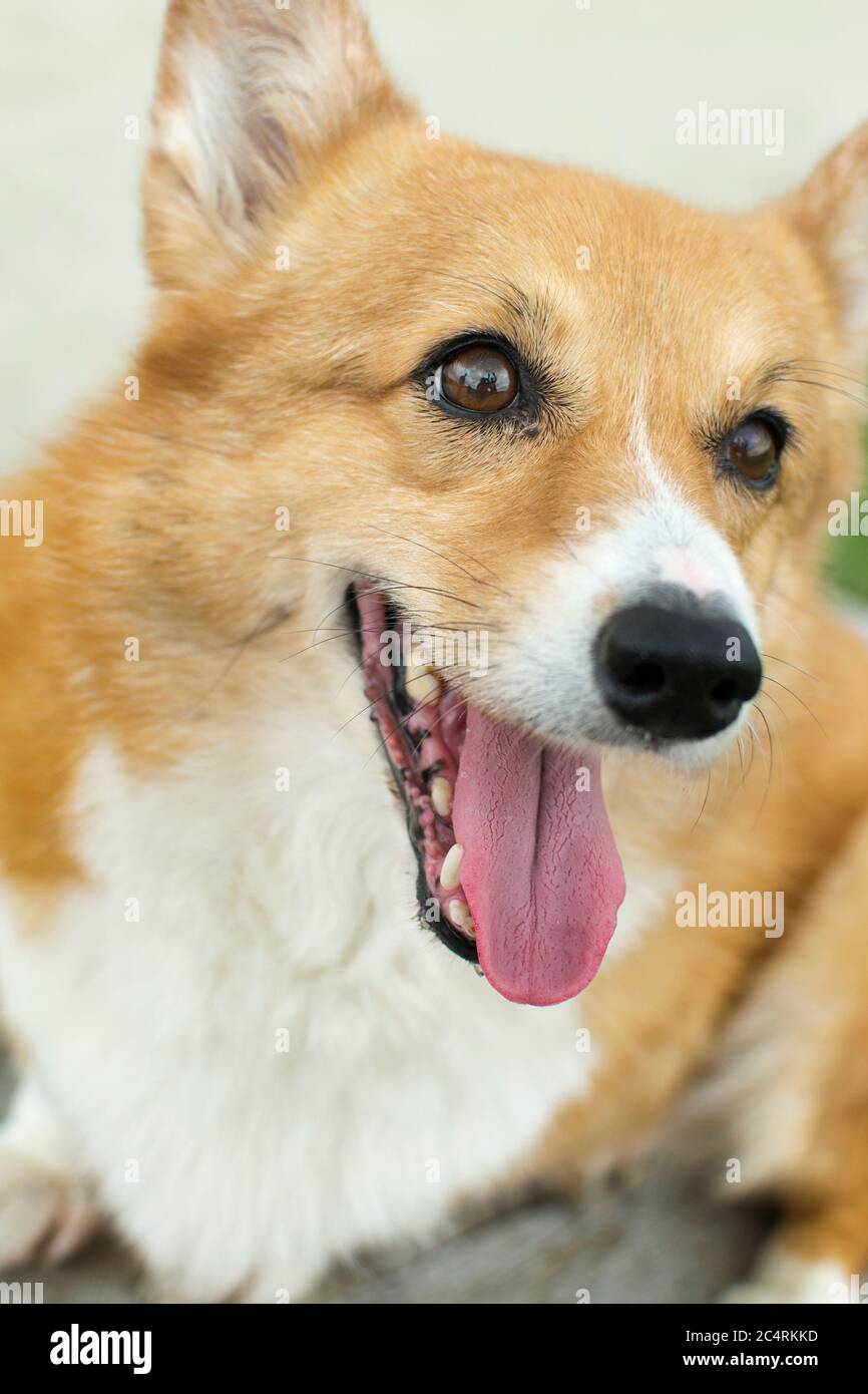 Welsh blue eyes hires stock photography and images Alamy