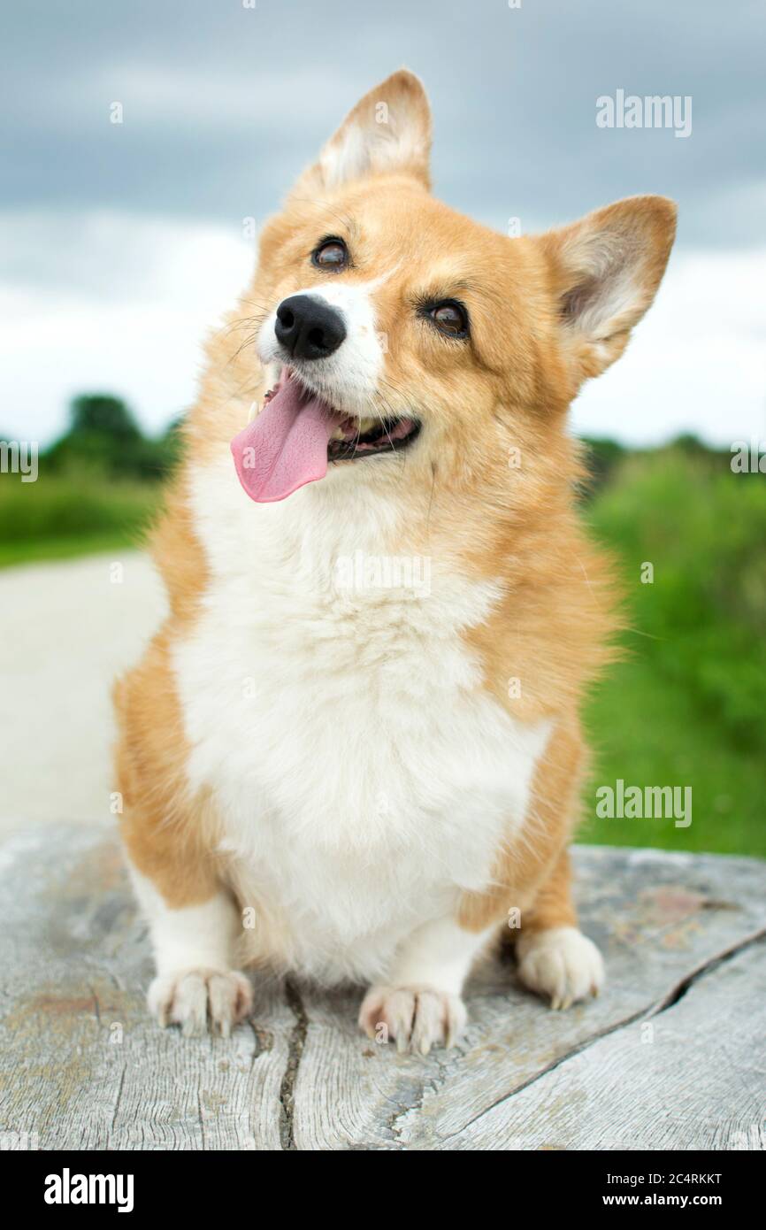 Welsh blue eyes hires stock photography and images Alamy