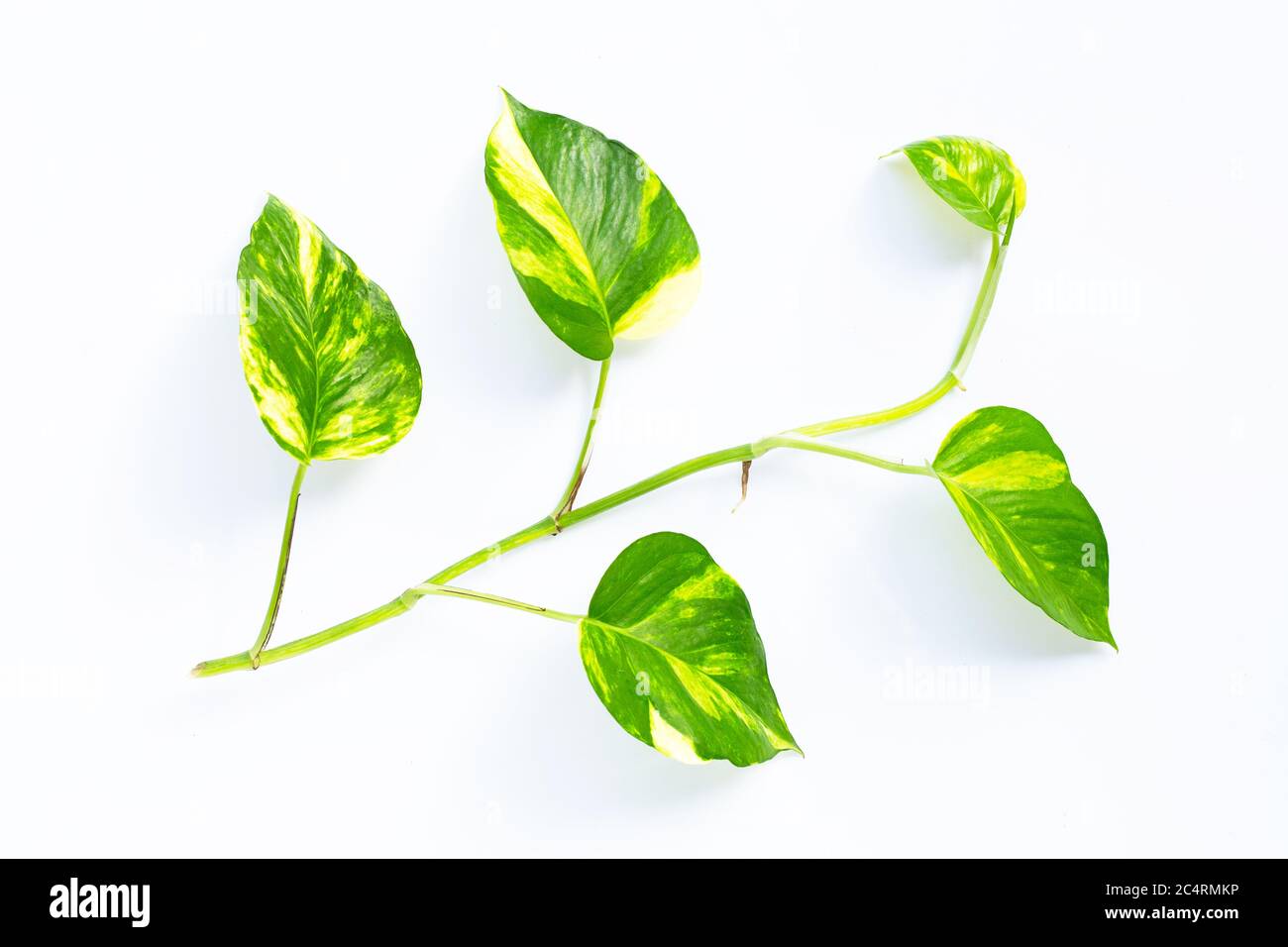 Golden pothos or devil's ivy leaf on white background. Stock Photo