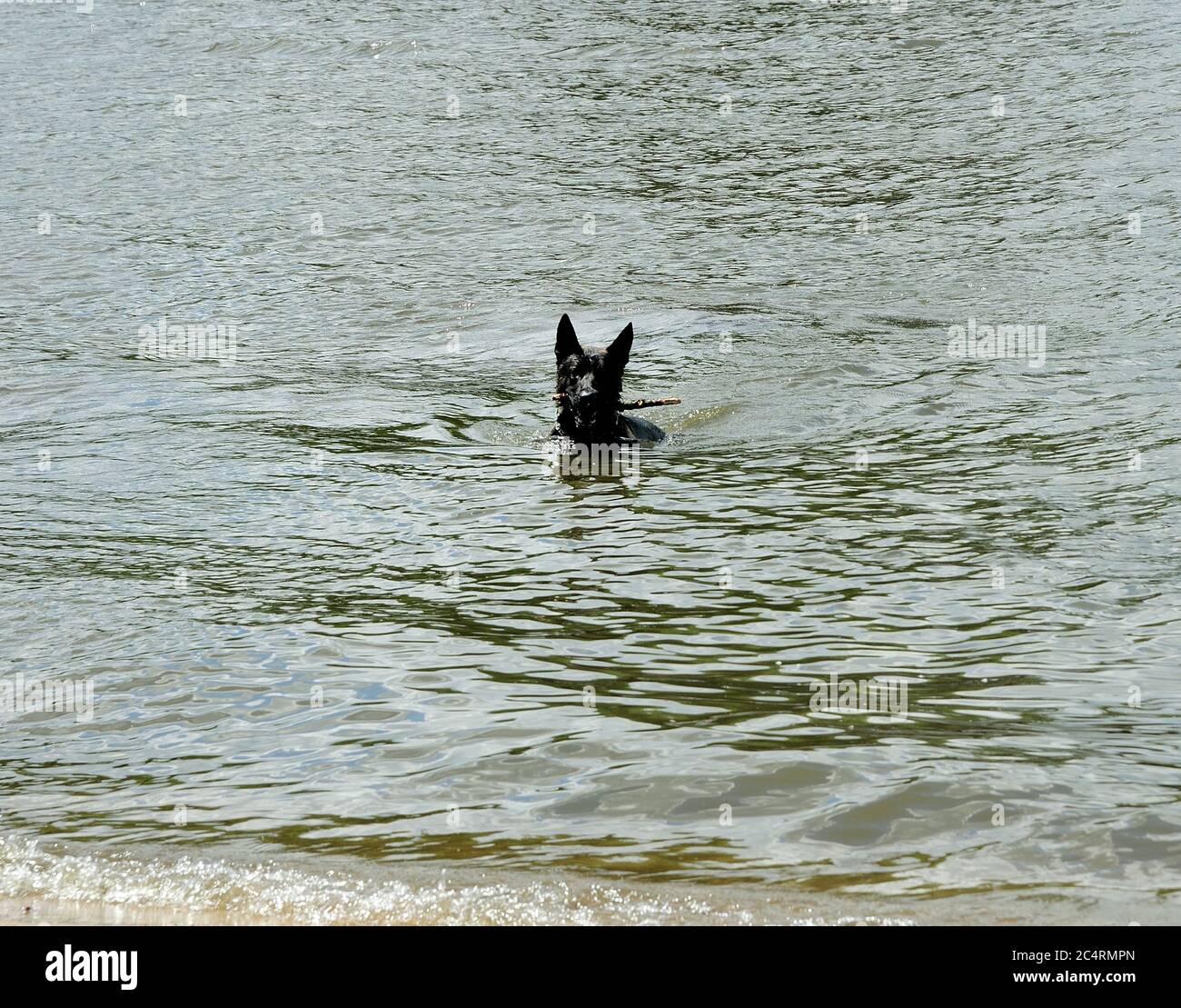 German Shepard dog playing in water. Stock Photo