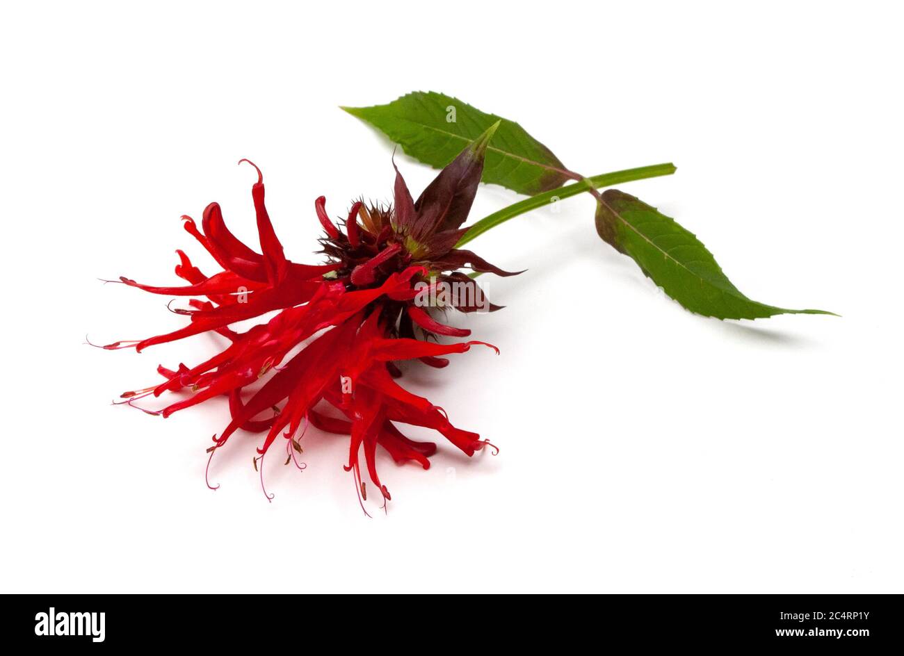A vibrant scarlet beebalm blossom (Monarda didyma) is isolated on a white background Stock Photo