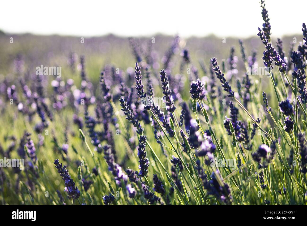 Lavender Field, from Valensole in the south of France. Lavender plants are used for many things such as perfum,  Oil , decoration, aroma .. Stock Photo