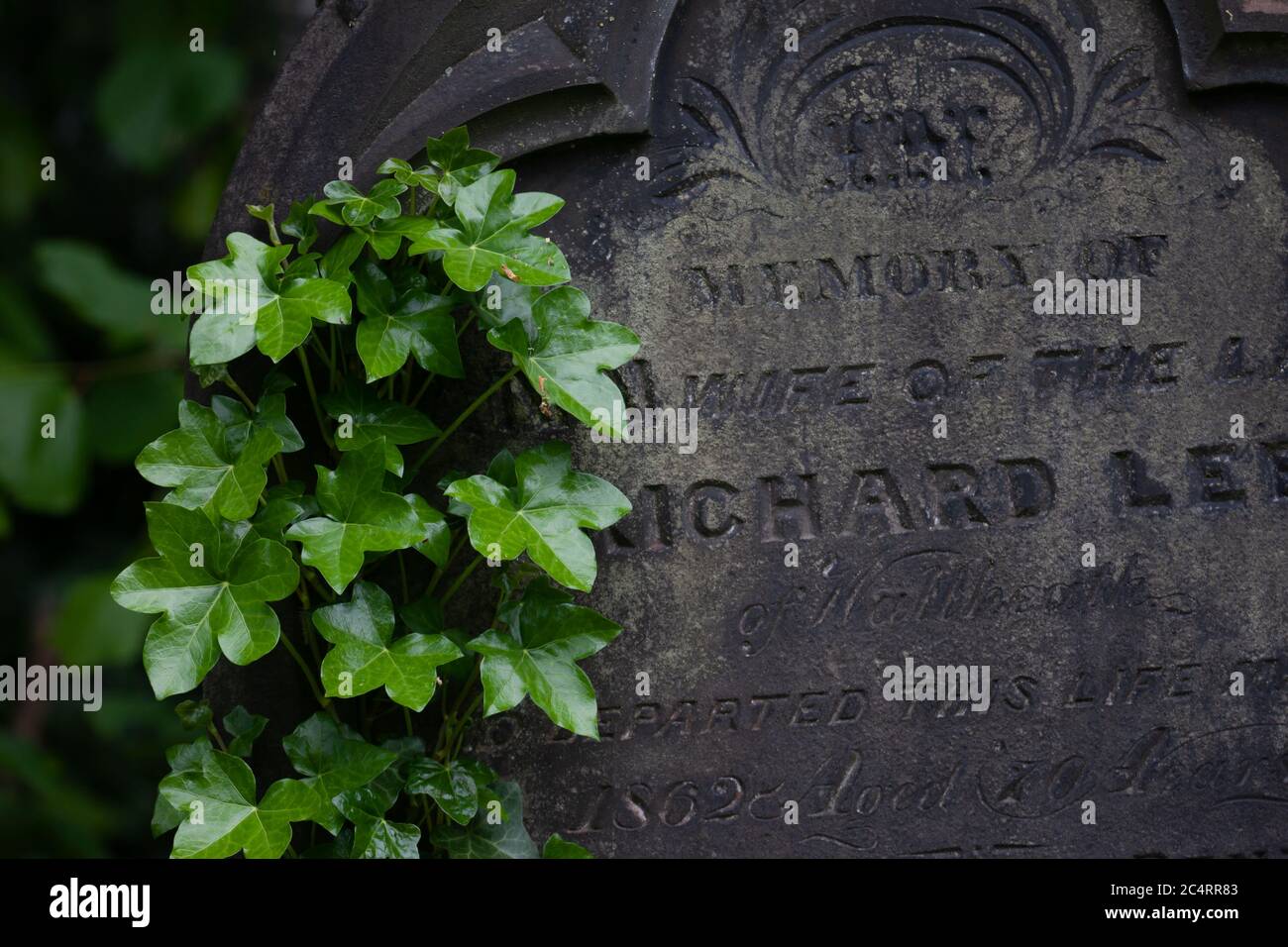 Ivy growing on old headstone. West Midlands. British Isles. Stock Photo