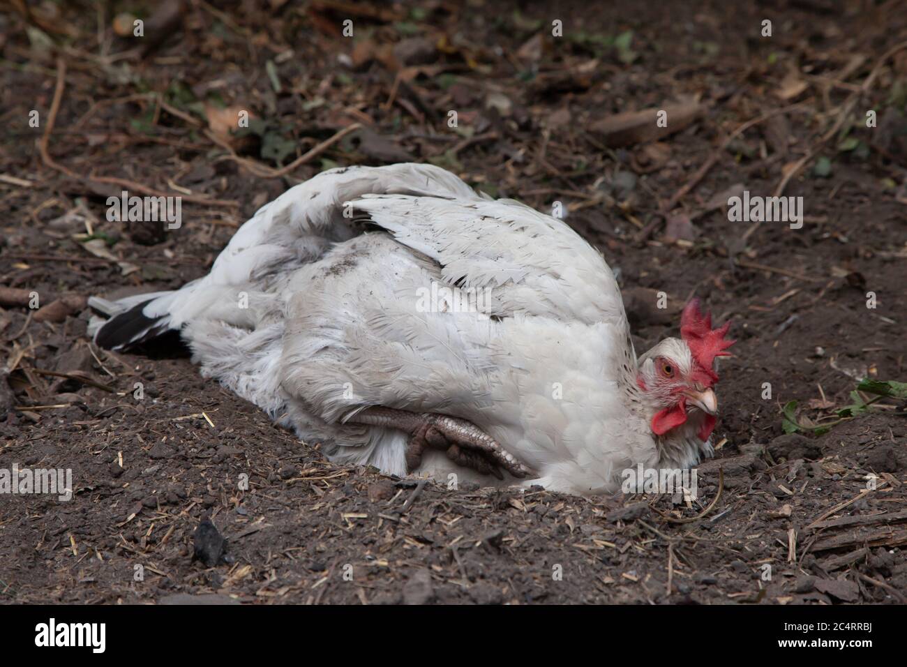 Light Sussex chicken dust bathing in back garden. British Isles Stock