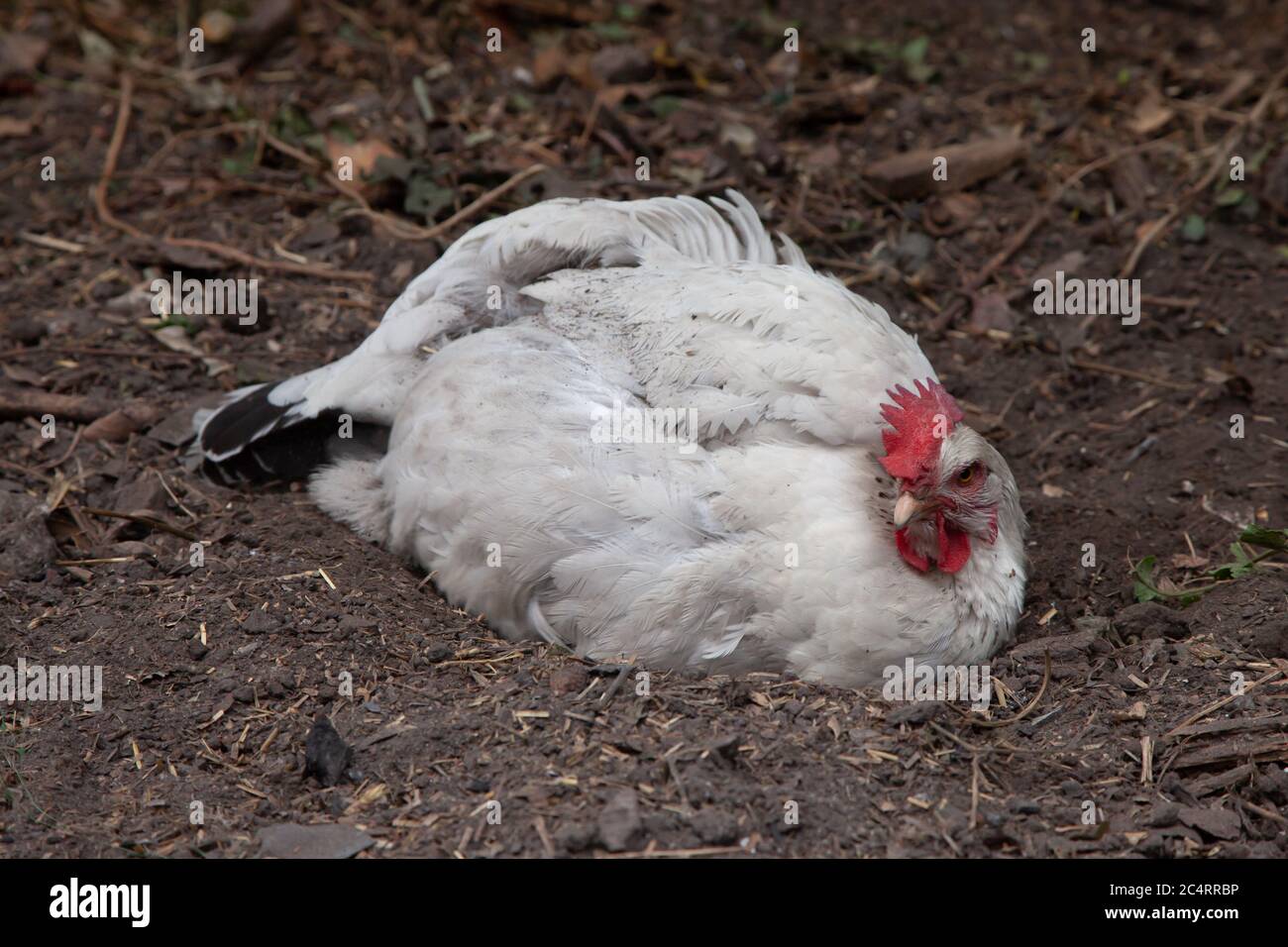 Light Sussex chicken dust bathing in back garden. British Isles Stock Photo